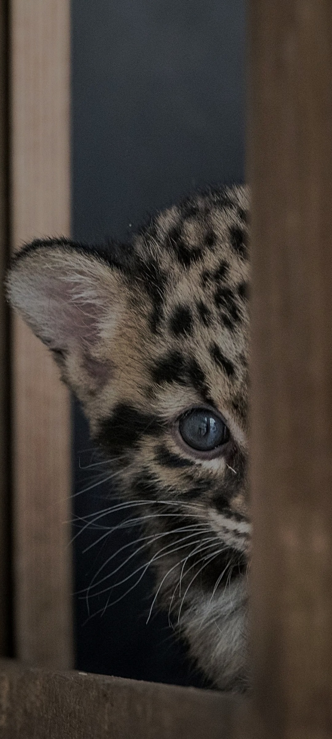 Profil de Cheick-oumar, 39 ans, Rencontre à Bethune